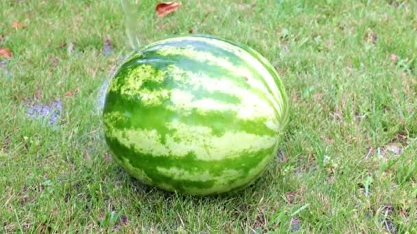 Fresh Ripe Watermelon Lies Wet Grass — Stock Video