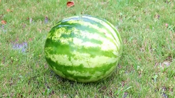 Fresh Ripe Watermelon Lies Wet Grass — Stock Video