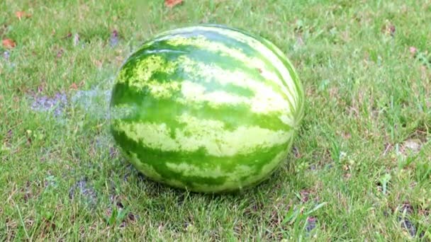 Fresh Ripe Watermelon Lies Wet Grass — Stock Video