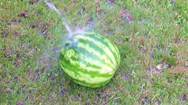 Fresh Ripe Watermelon Lies Wet Grass — Stock Video