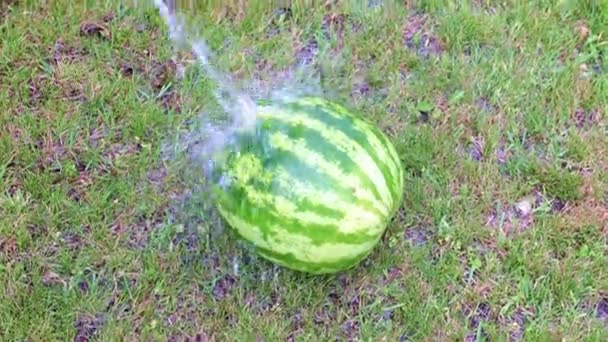 Fresh Ripe Watermelon Lies Wet Grass — Stock Video