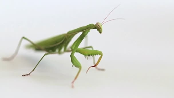 Gran Depredador Insecto Mantis Espera Presa Caza — Vídeos de Stock