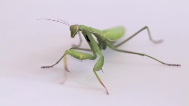 Large Predator Insect Mantis Awaits Prey Hunt — Stock Video