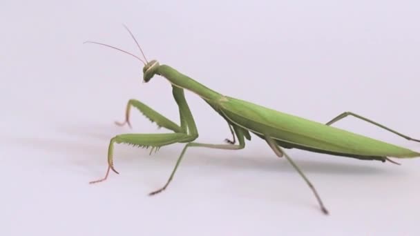 Large Predator Insect Mantis Awaits Prey Hunt — Stock Video