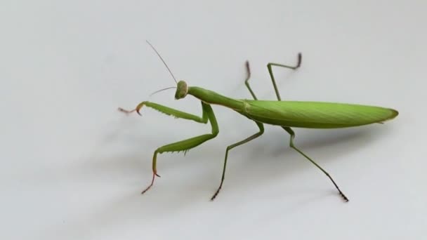 Grand Prédateur Insecte Mantis Attend Proie Sur Chasse — Video