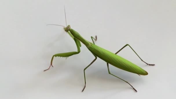 Gran Depredador Insecto Mantis Espera Presa Caza — Vídeos de Stock