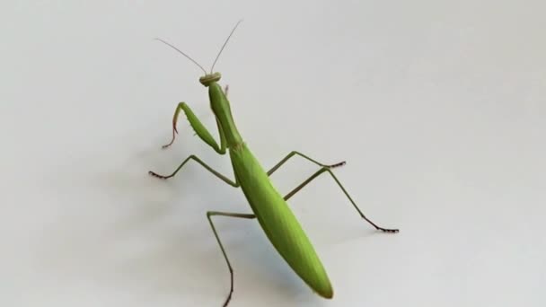 Gran Depredador Insecto Mantis Espera Presa Caza — Vídeo de stock