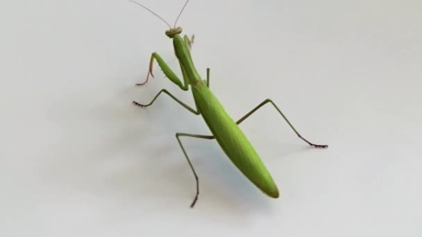 Large Predator Insect Mantis Awaits Prey Hunt — Stock Video