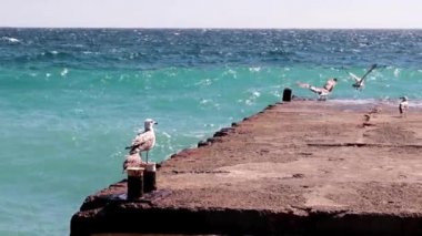 büyük martı beton bir iskele üzerinde oturur