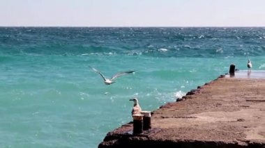 büyük martı beton bir iskele üzerinde oturur