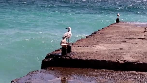 Grote Zee Meeuw Zit Een Betonnen Pier — Stockvideo