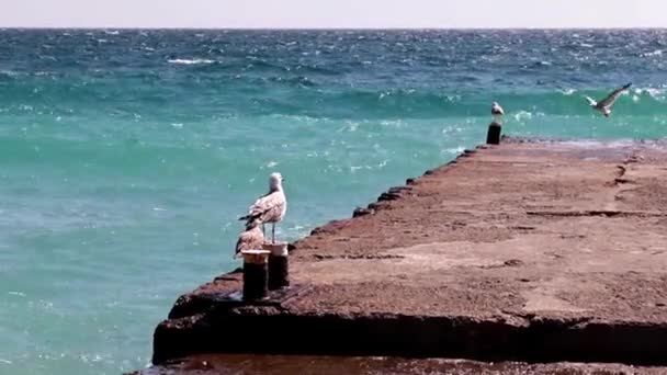 Grote Zee Meeuw Zit Een Betonnen Pier — Stockvideo