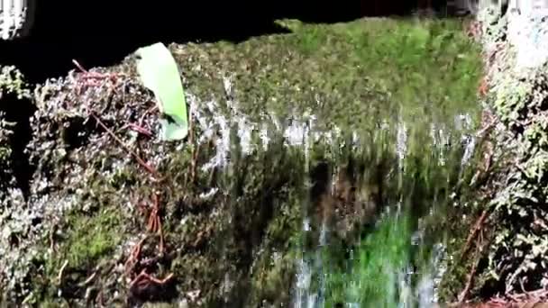 Поток Воды Водопада Между Бетонными Стенами — стоковое видео