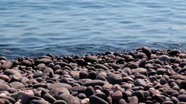 地中海沿岸の野生の小石のビーチ — ストック動画