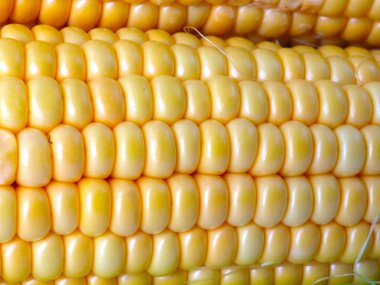 bir besin olarak olgun mısır büyük tahıllar