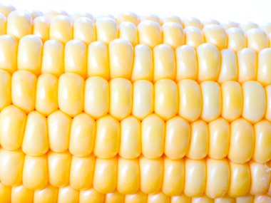 bir besin olarak olgun mısır büyük tahıllar