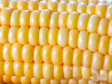 bir besin olarak olgun mısır büyük tahıllar