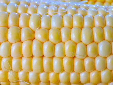 bir besin olarak olgun mısır büyük tahıllar