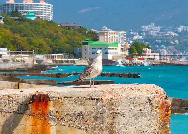 Grande Gaivota Mar Cais Contra Fundo Edifícios Urbanos Uma Montanha — Fotografia de Stock