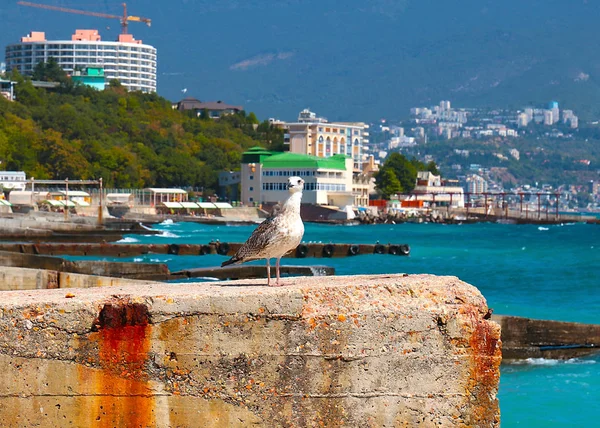 大海鸥在码头上的背景城市建筑在山坡上 — 图库照片