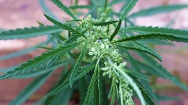 güzel taze yeşillik kenevir rüzgar bir rüzgar sways