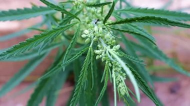 güzel taze yeşillik kenevir rüzgar bir rüzgar sways