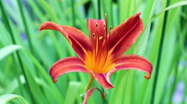 rüzgar bir rüzgar güzel çiçek bahçe zambak sways