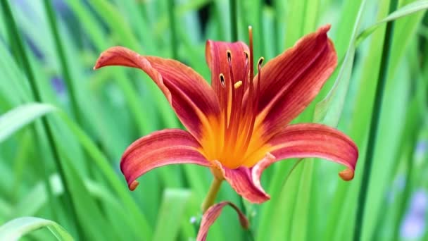 Beautiful Flower Garden Lily Sways Gust Wind — Stock Video