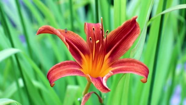 Beautiful Flower Garden Lily Sways Gust Wind — Stock Video