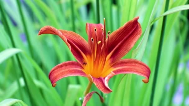 Beautiful Flower Garden Lily Sways Gust Wind — Stock Video