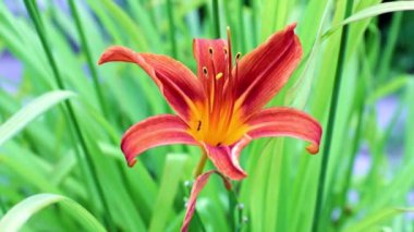 rüzgar bir rüzgar güzel çiçek bahçe zambak sways