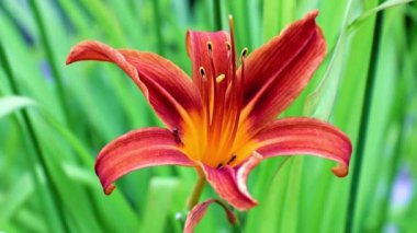 rüzgar bir rüzgar güzel çiçek bahçe zambak sways