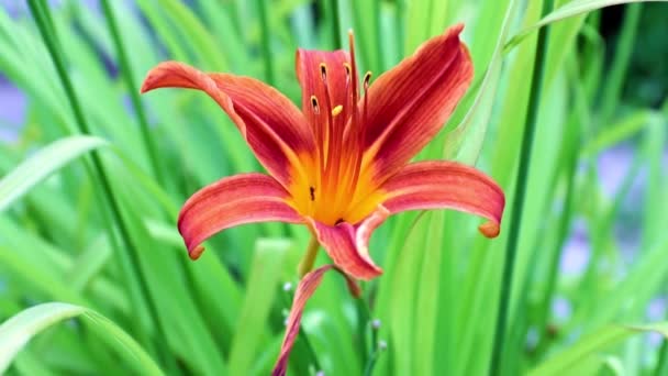 Beautiful Flower Garden Lily Sways Gust Wind — Stock Video