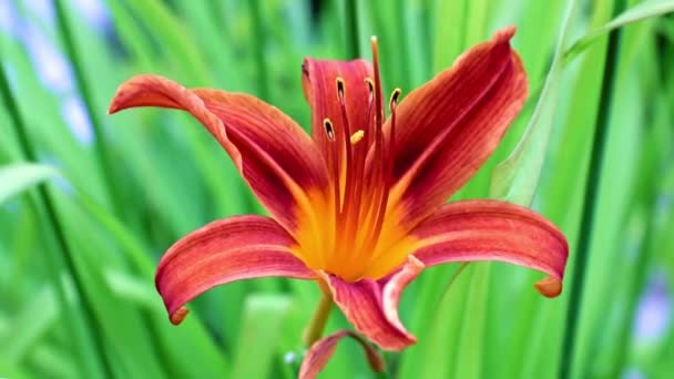 Hermoso Jardín Flores Lirio Balancea Una Ráfaga Viento — Vídeo de stock