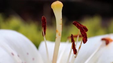 bir park sokakta büyük bahçe zambak çiçekleri