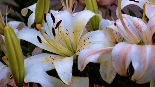 Μεγάλα Λουλούδια Κρίνος Κήπου Ένα Δρομάκι Πάρκο — Αρχείο Βίντεο