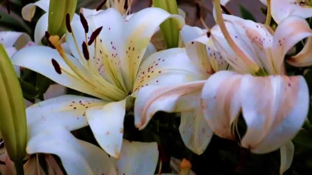 Grandes Fleurs Lis Jardin Dans Une Allée Parc — Video