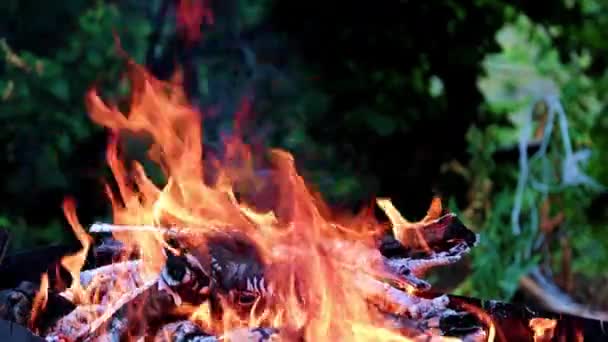 Llamas Carbón Caliente Hoguera Fuego Forestal Abierta — Vídeos de Stock