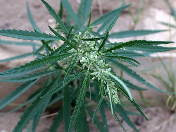 fresh leaves of hemp plant in the garden, cannabis