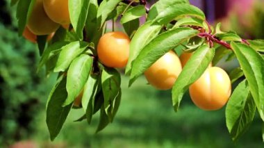 Ağaç dallarında olgunlaşmış sarı erik.