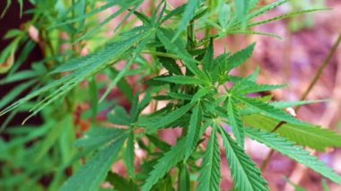 Doğal ortamda taze yaprak ve yabani kenevir konileri.