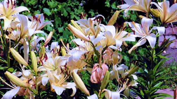 Красиві Свіжі Садові Квіти Лілії Парковій Зоні Відпочинку — стокове відео