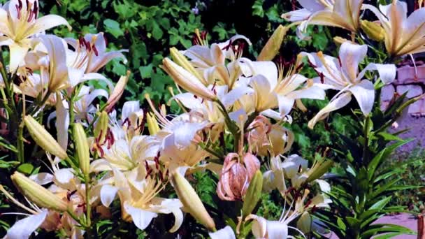 公園レクリエーションエリアの美しい新鮮な庭のユリの花 — ストック動画