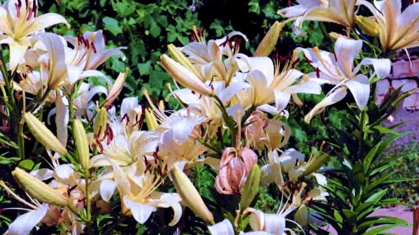 Schöne Frische Lilienblüten Einem Park Erholungsgebiet — Stockvideo