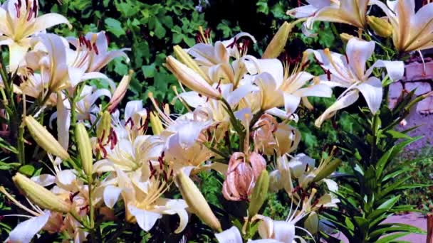 Hermosas Flores Lirio Jardín Fresco Área Recreación Del Parque — Vídeos de Stock