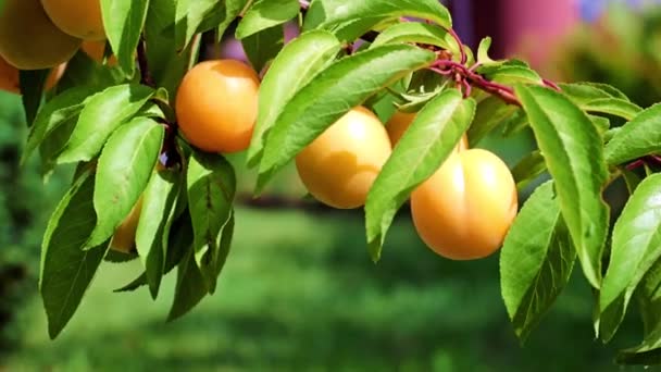 Grande Prune Jaune Mûre Sur Les Branches Des Arbres — Video