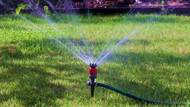 Spruzzatore Plastica Lavoro Durante Irrigazione Del Prato — Video Stock