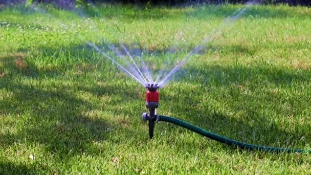 Spruzzatore Plastica Lavoro Durante Irrigazione Del Prato — Video Stock