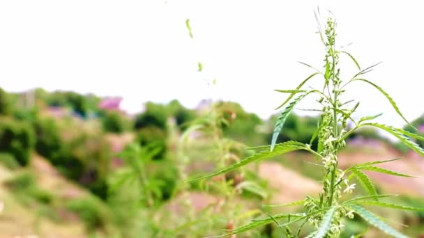 自然环境中的新鲜叶和野生大麻果 — 图库视频影像