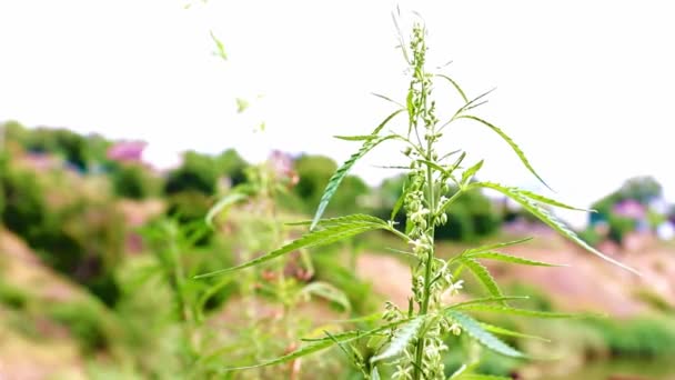 Świeże Liście Szyszki Dzikiej Konopi Środowisku Naturalnym — Wideo stockowe